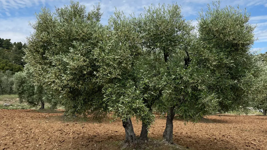 Grand olivier provençal
