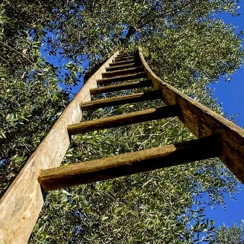 Echelle sous un olivier